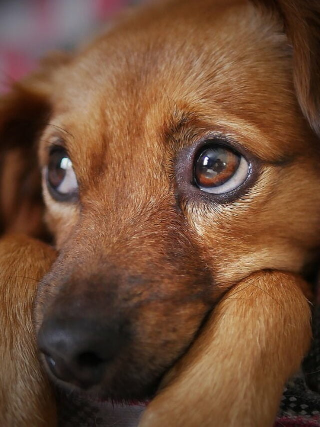 dog-g48bba76a6_1280