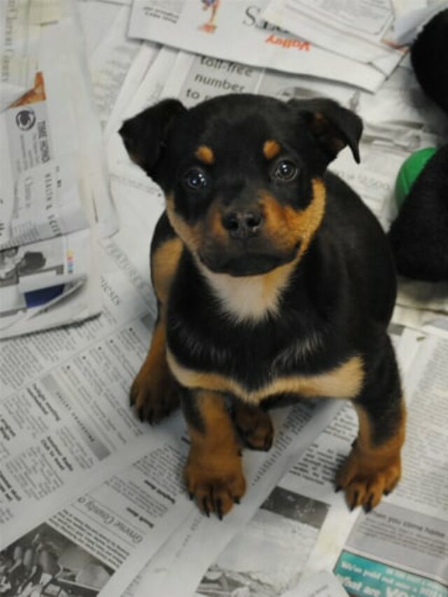 cachorro 7